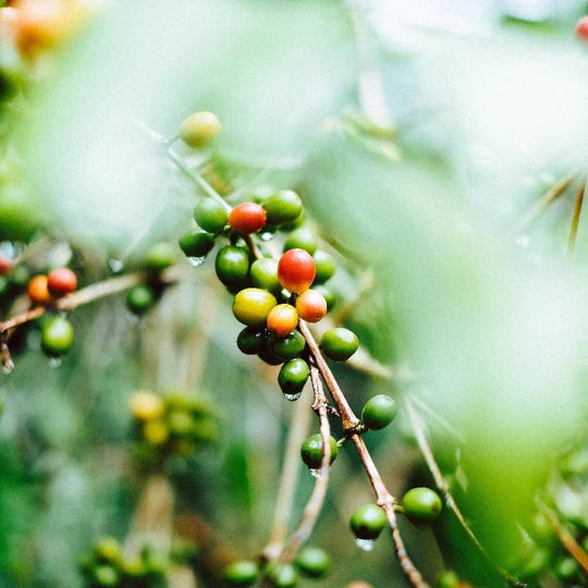 Zongolica (Microlot)
